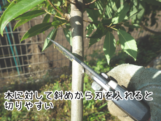 枝の切り方 | 誰でもできる!簡単お庭の手入れ